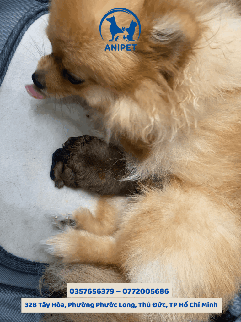 Phẫu thuật mổ đẻ cho chó mèo