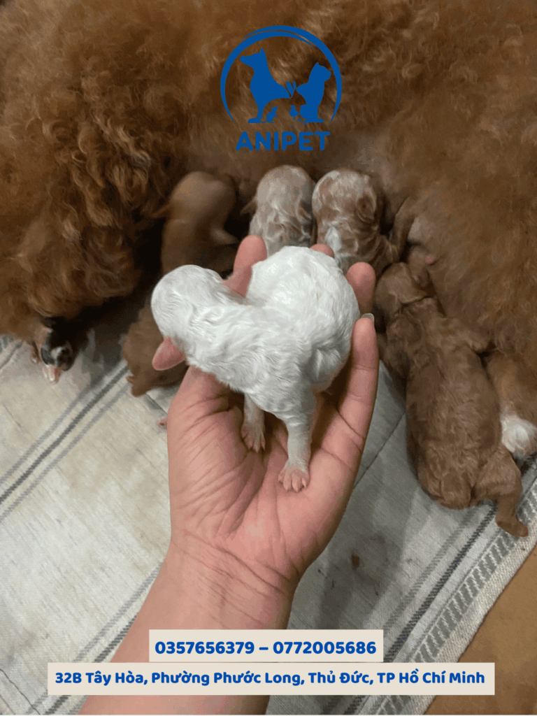 Phẫu thuật mổ đẻ cho chó mèo