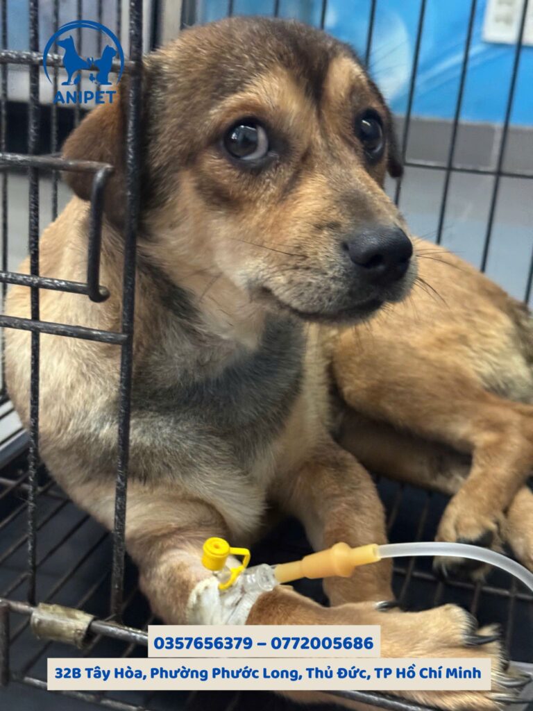 Chăm sóc thú cưng sau phẫu thuật