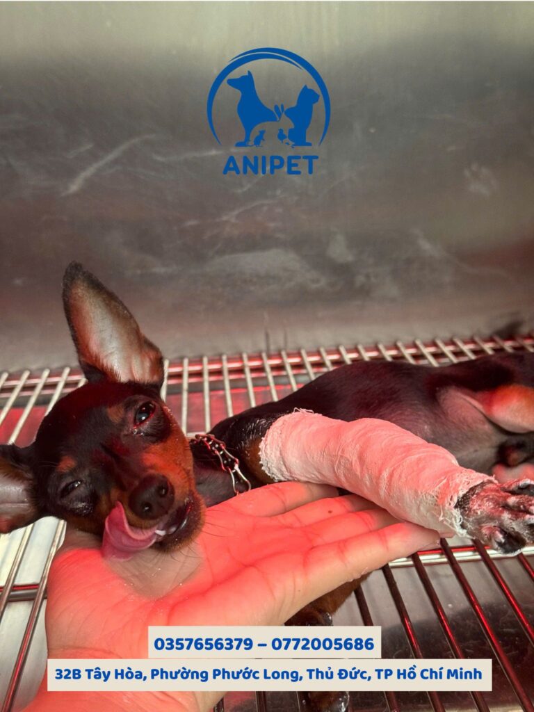 Chăm sóc thú cưng sau phẫu thuật