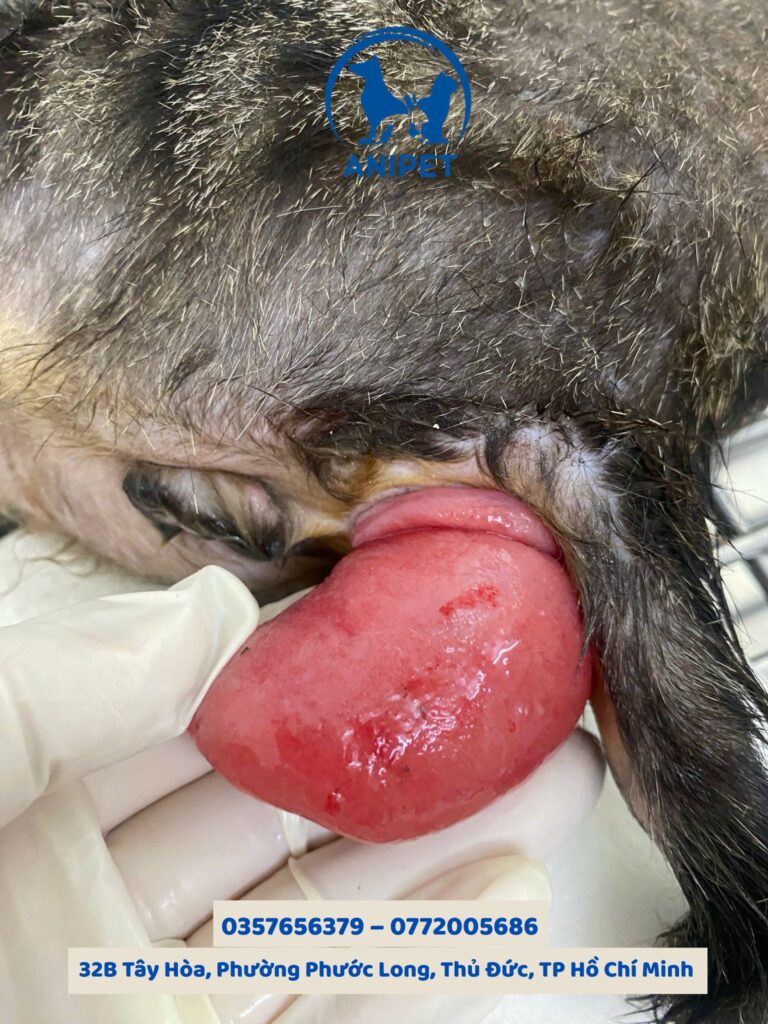 Phẫu thuật sa trực tràng ở chó mèo
