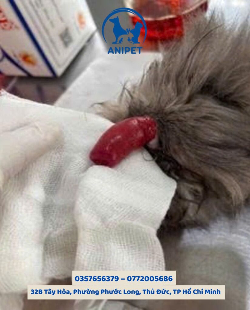 Phẫu thuật sa trực tràng ở chó mèo