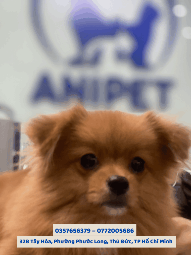 Chó mèo kêu không rõ tiếng