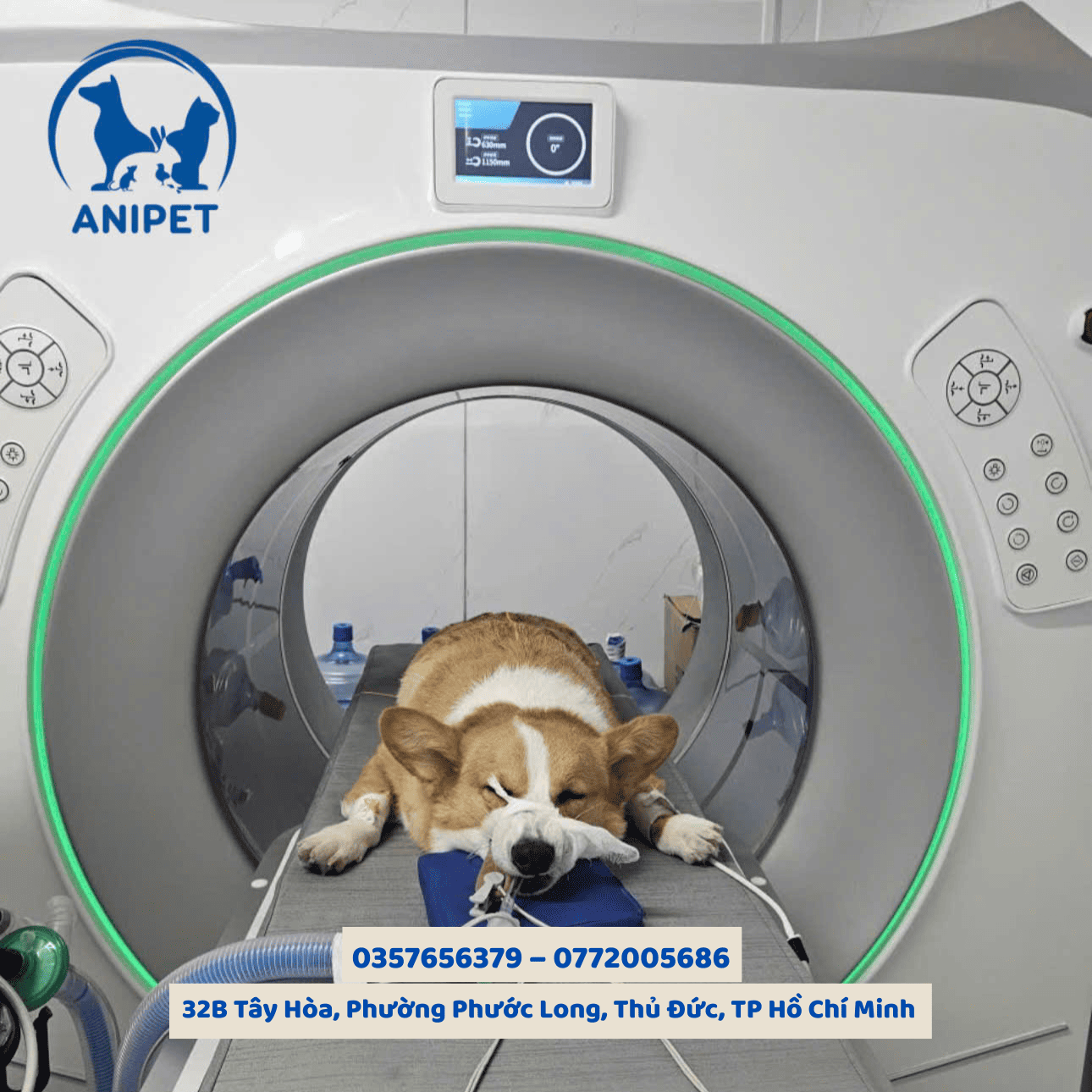 Bệnh thần kinh gây co giật ở chó mèo