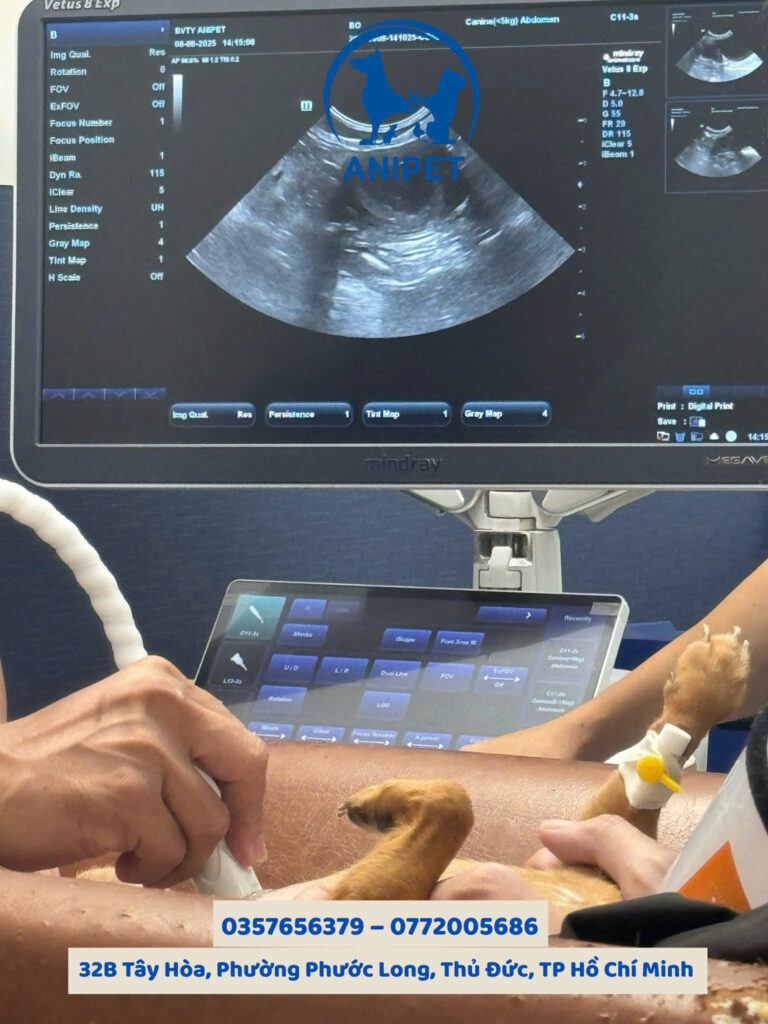 Chuẩn bị trước phẫu thuật cho chó mèo